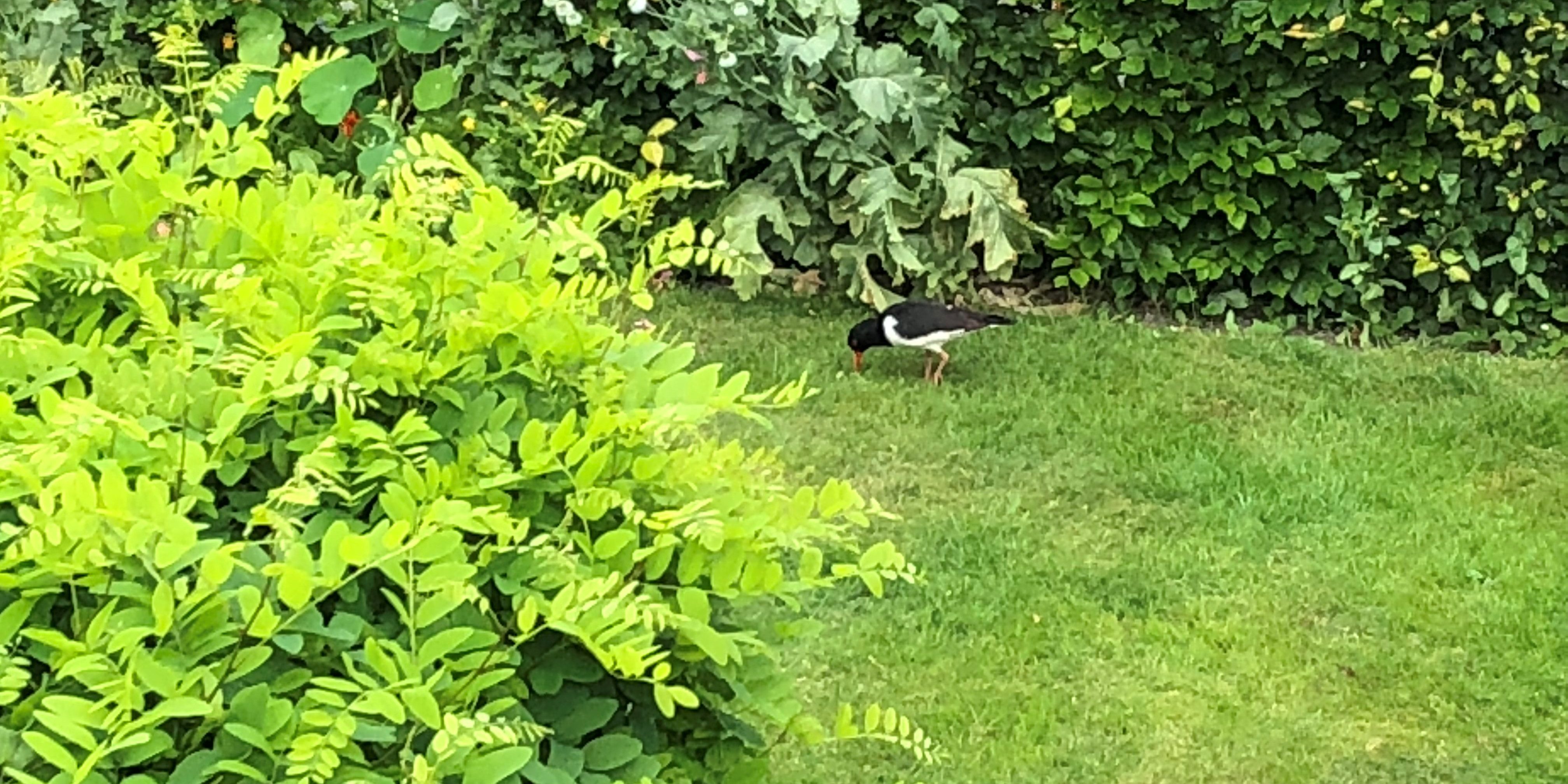 18-06-Austernfischer-2