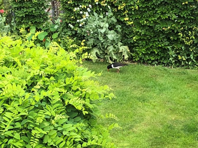 18-06-Austernfischer-2