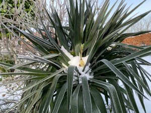 Blütenzart und schon winterhart